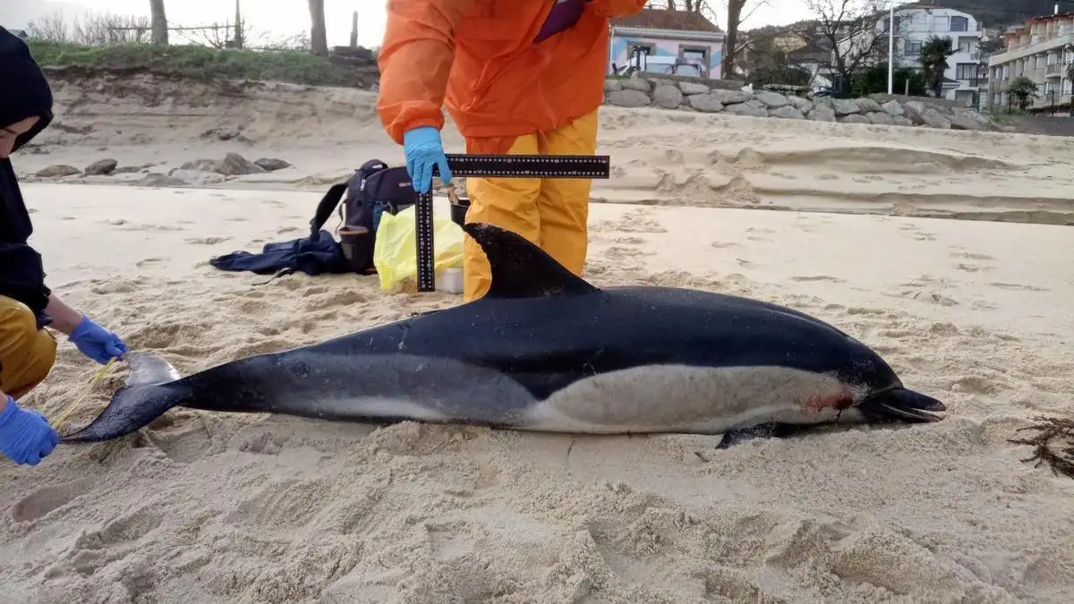 Biólogas analizan un delfín varado. Más de 600 delfines varados en 2024 / Foto: Cemma