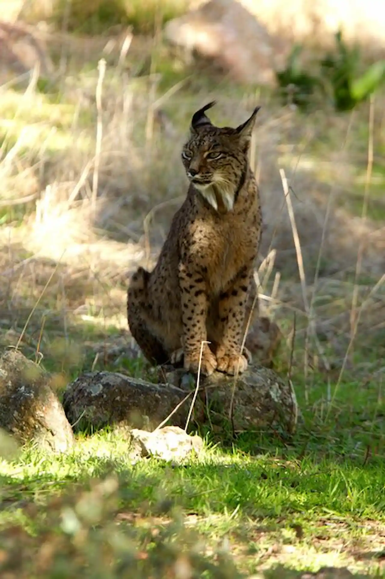 Lince ibérico tiene baja diversidad genética / Foto: FP