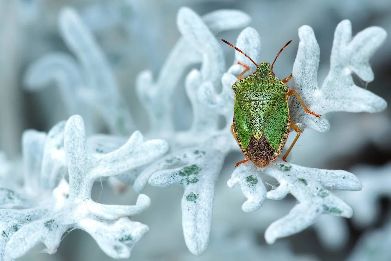 Estrategias de los insectos para sobrevivir al invierno / Foto: SINC