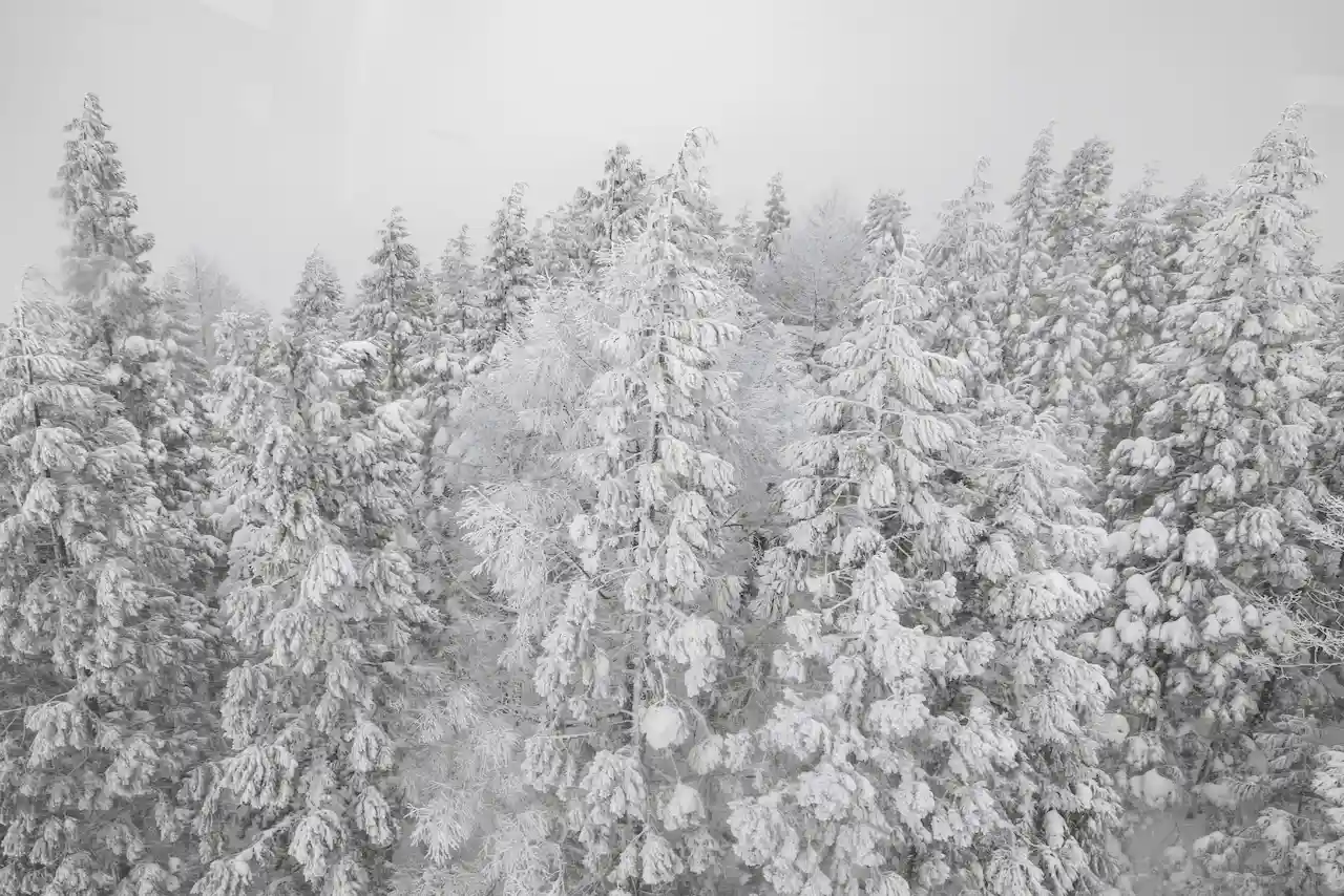 Paisaje cubierto de nieve y hielo en Siberia, Rusia. Bestia del Este / Foto: FP