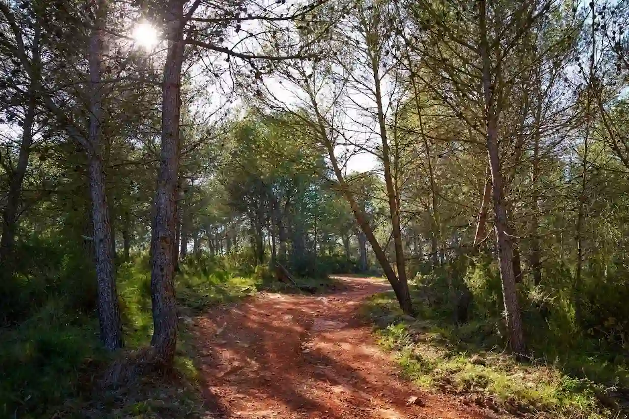 Bosque mediterráneo amenazado por la sequía y los patógenos exóticos / Foto: CSIC