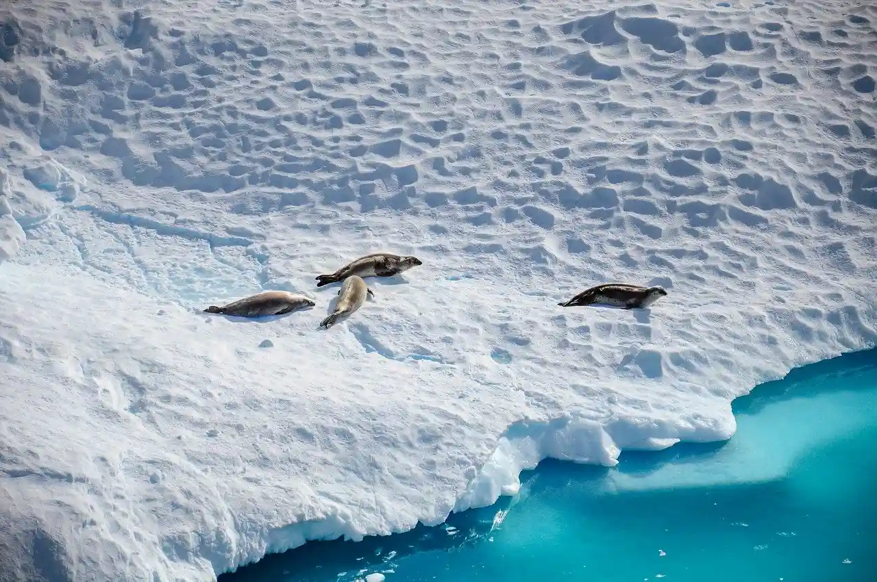 Detectan micro y nanoplásticos en la nieve y en pingüinos, focas y peces de la Antártida / Foto: PB