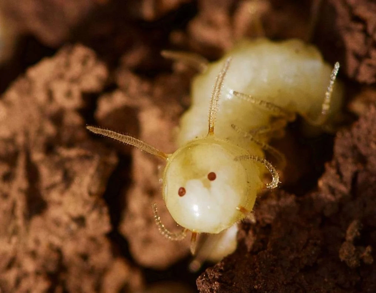 La larva de mosca azul mostrando la ‘máscara de termita’ / Foto: Roger Vila