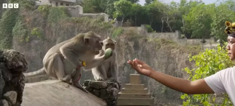 Un macaco balinés ha robado las gafas de un turista y le reclama una pieza de fruta como pago para devolvérselas