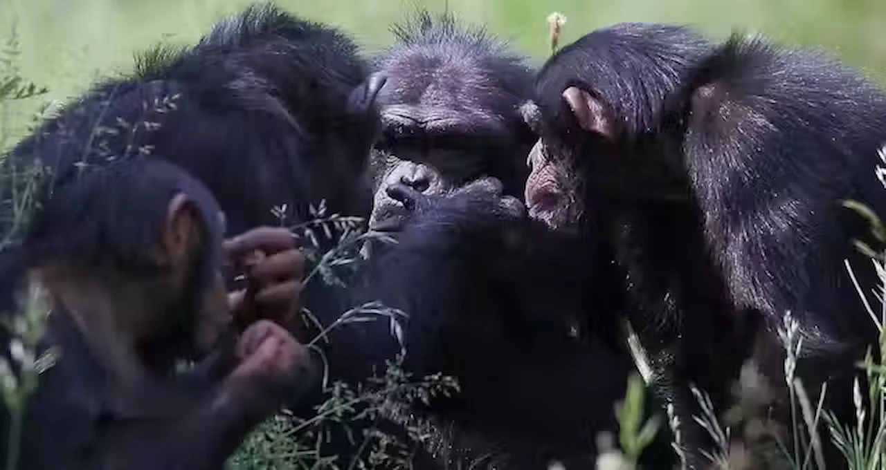 ¿Qué supone, realmente, ser maquiavélico? Maquiavelo y la evolución humana. Coalición de chimpancés / Foto: Animalia Bio, CC BY