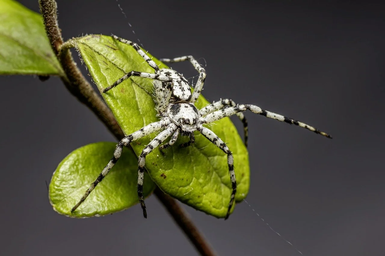 Los plaguicidas son responsables de la crisis de biodiversidad / Foto: PB