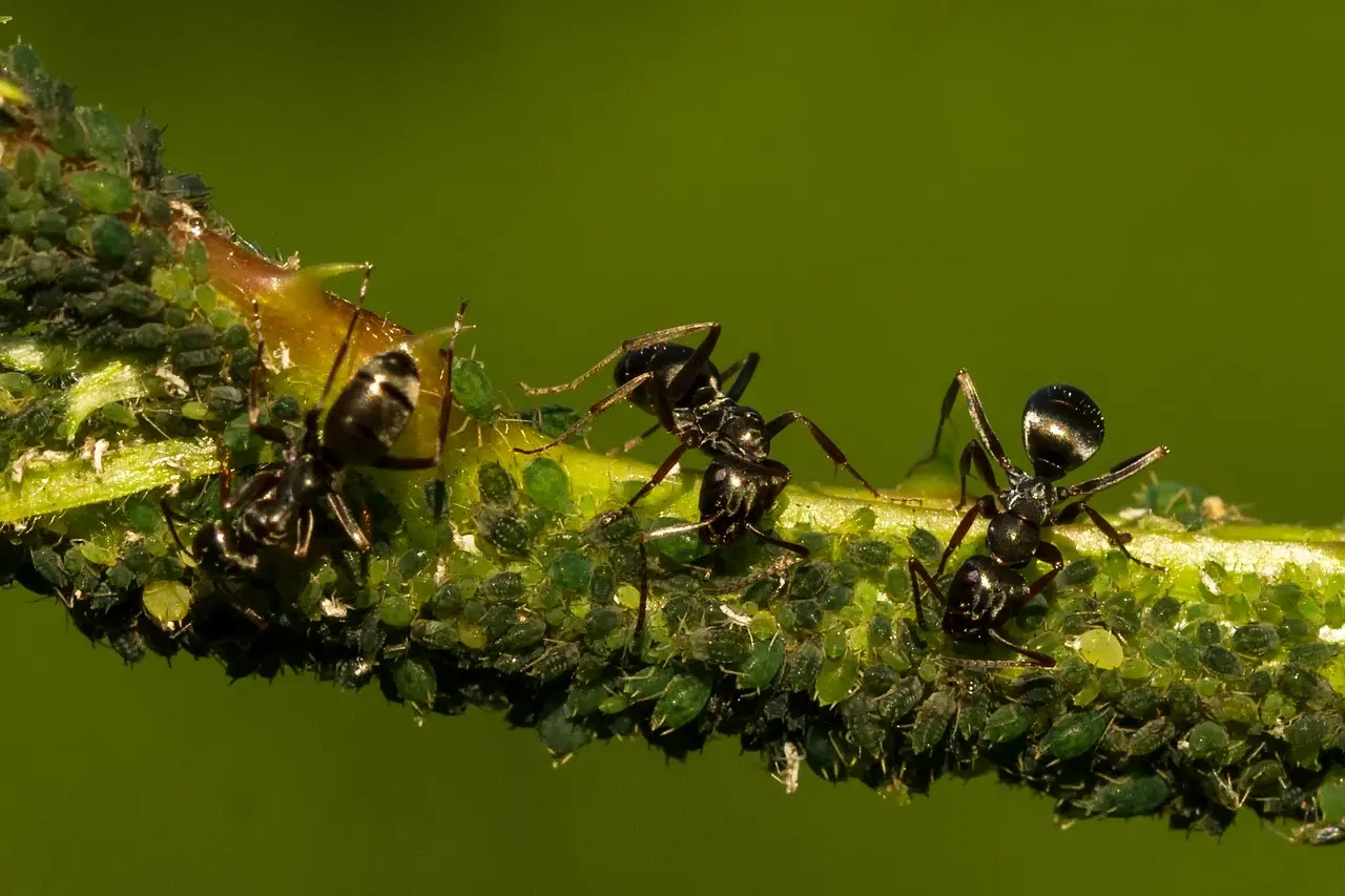 Romper los sesgos y destacar especies que no son tan populares.  fotografías de naturaleza / Foto: PB