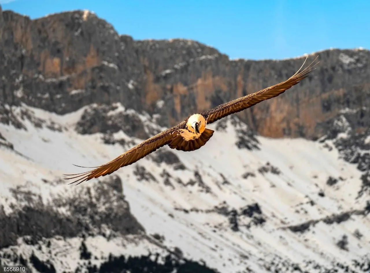 Ejemplar de quebrantahuesos en Picos de Europa / Foto: REDEIA