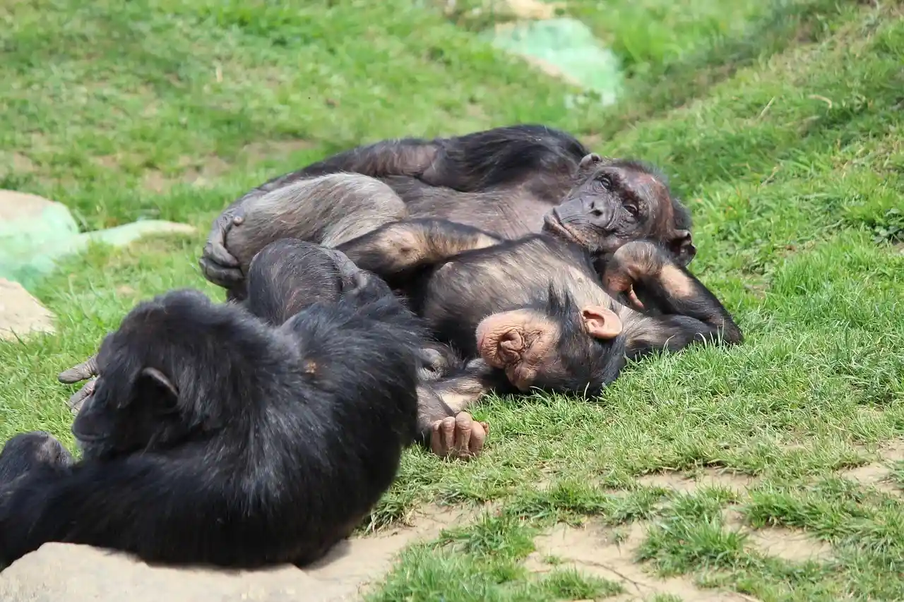 Los primates utilizan el sexo para reducir estrés / Foto: PB