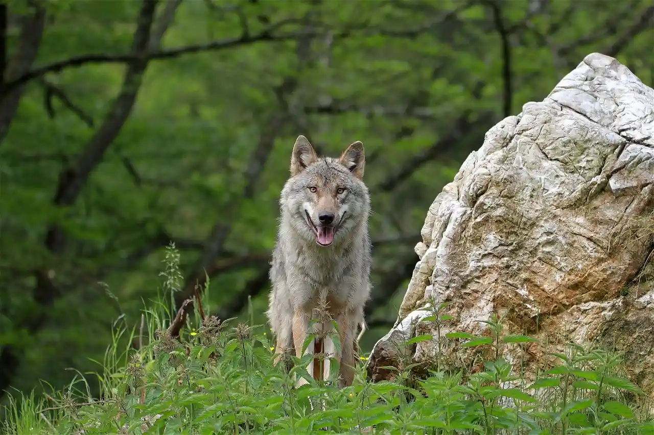 Rebajar el estatus de protección del lobo, es la propuesta de Bruselas / Foto: PB