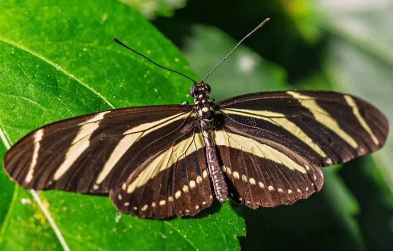 Mariposa 'Zebra Heliconian', que habita en el suroreste de Estados Unidos / Foto: Michigan State University