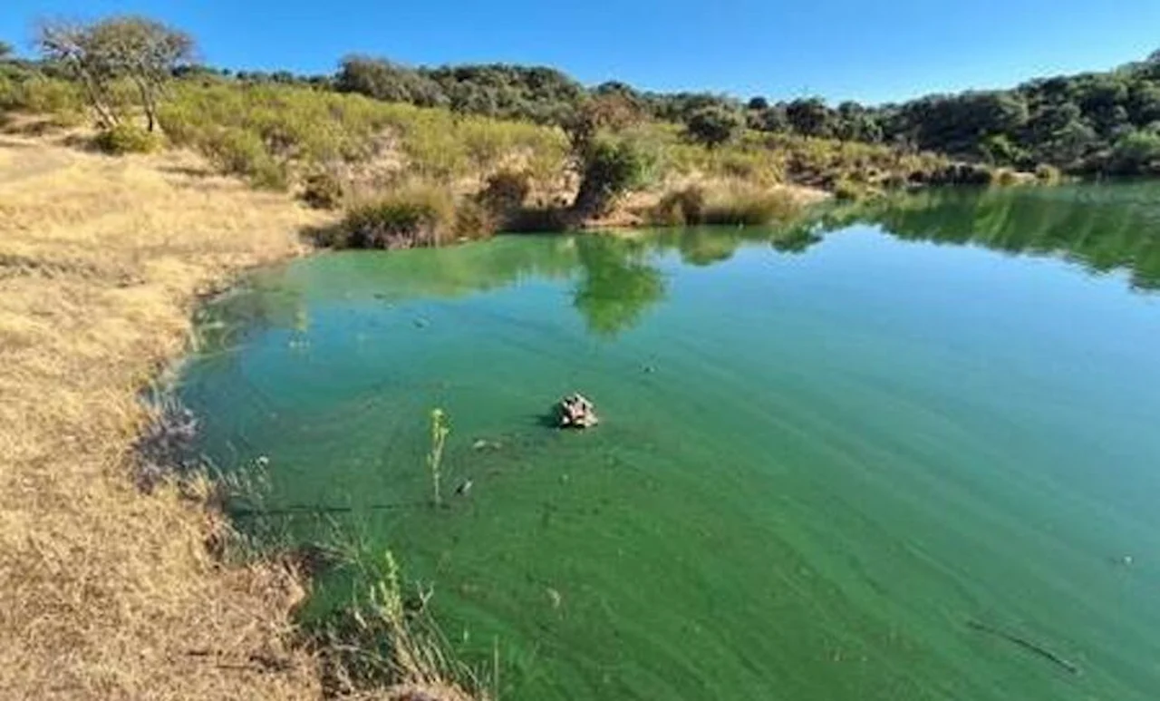 Altos niveles de cianobacterias tóxicas en embalses de Monfragüe / Foto: UAM