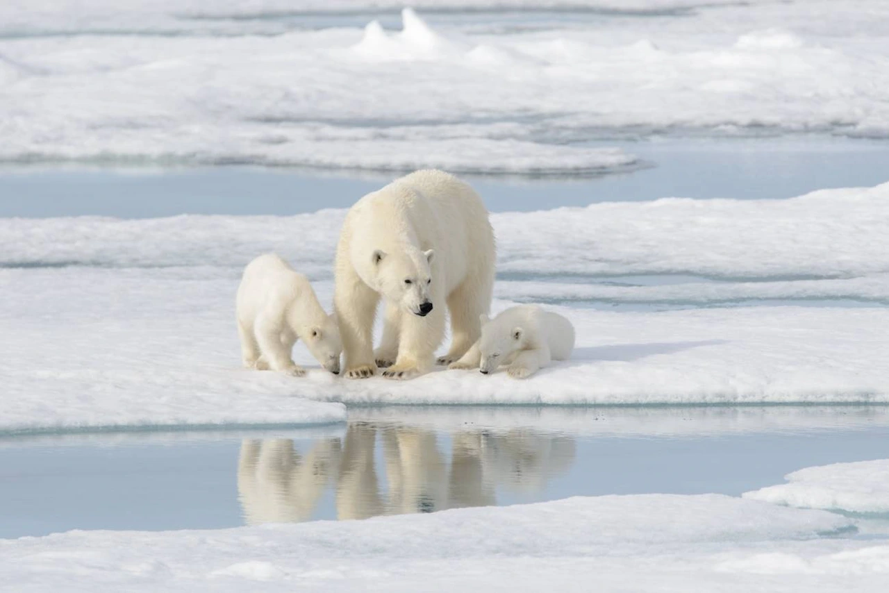 El deshielo del Artico y el clima global / Foto: SINC