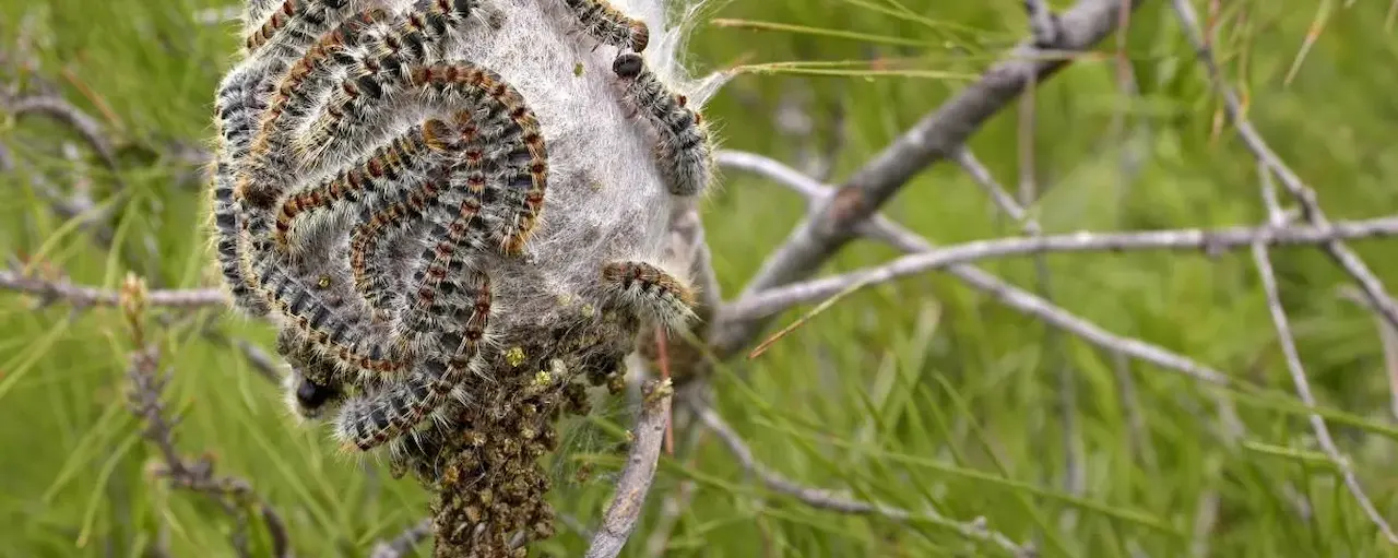 Processionaria del pino, una especie de mariposa autóctona / Foto: CREAF