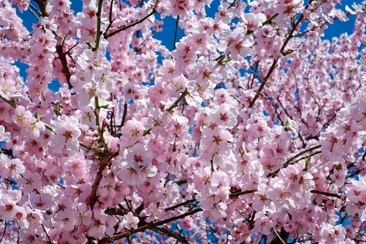 Empieza la primavera de 2025 / Foto: PB