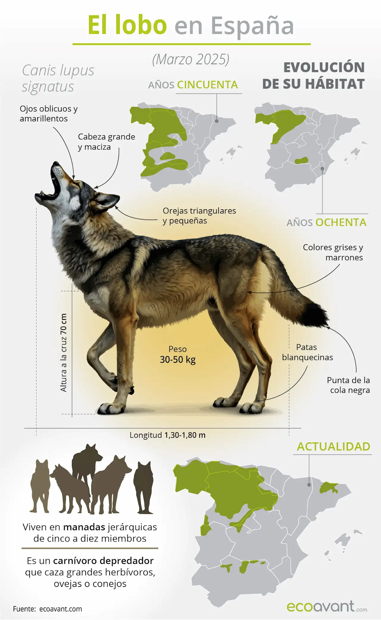 El lobo en España / Infografía: EA