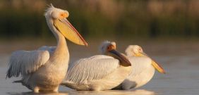 El pelícano se ha recuperado en el delta del Danubio, entre Rumanía y Ucrania / Foto: Manuel Presti / Wild Wonders of Europe / Rewilding Europe 