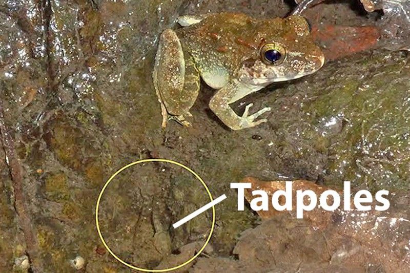 'Limnonectes larvaepartus', una de las pocas especies de ranas con fecundación interna y la única conocida que pare los renacuajos / Foto: ESF