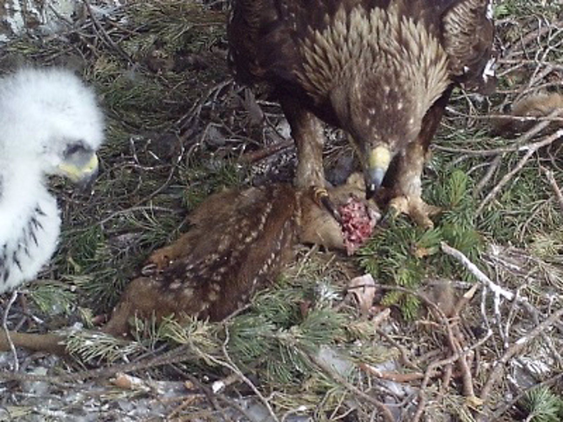 El águila real regula la población de corzos del Pirineo