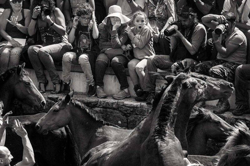 Los caballos se hacinan en el corral a los pies de público. Con ello se impide que puedan cocear a los 'aloitadores' / Foto: Javier Arcenillas